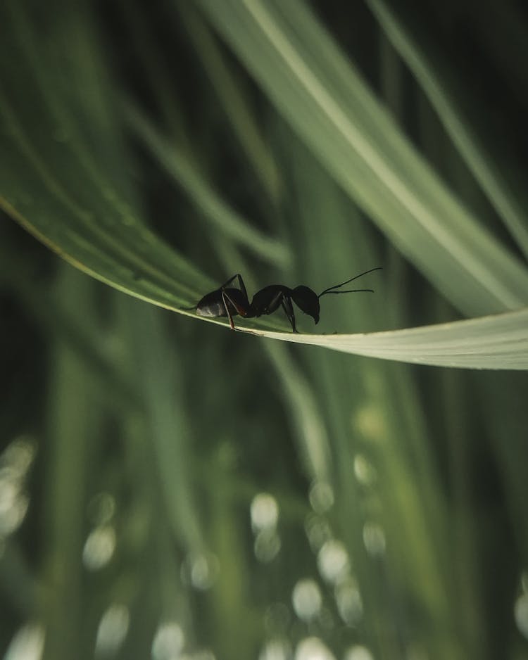 Black Garden Ant On Green Leaf