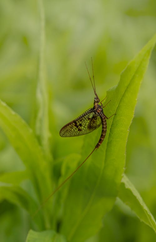 A Mayfly on a Leaf 