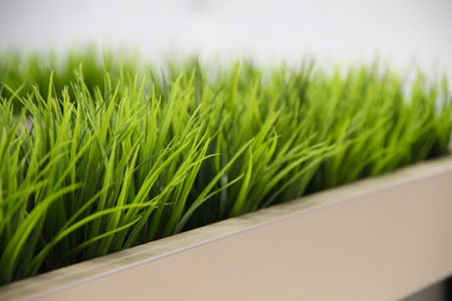 Green Grass in Close-up Shot 