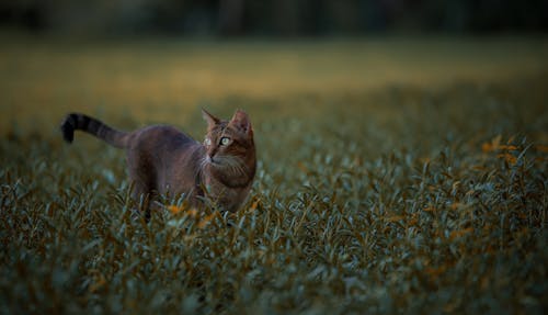 Foto stok gratis binatang, fotografi binatang, hewan peliharaan