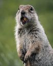 Free stock photo of animal, beauty in nature, groundhog