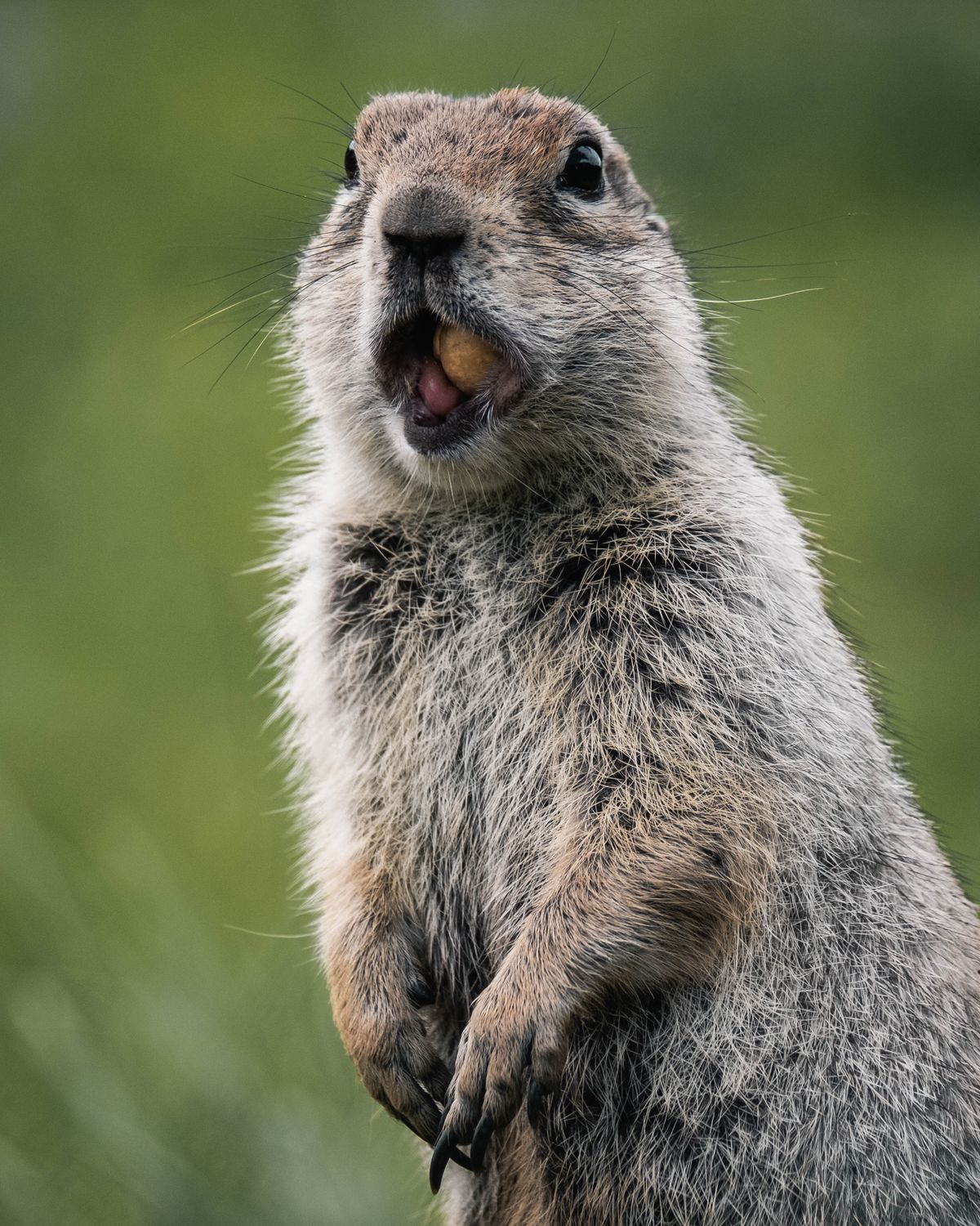 Close-up of Alert Groundhog in Nature · Free Stock Photo