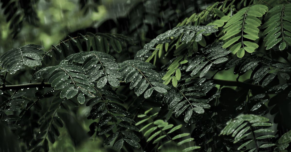 Mastering Monsoon: A Guide to Healthy Living in Rainy Months
