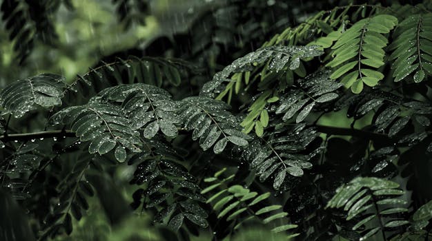 Close-up of vibrant green leaves with raindrops, showcasing nature's beauty during monsoon in Meerut, India.