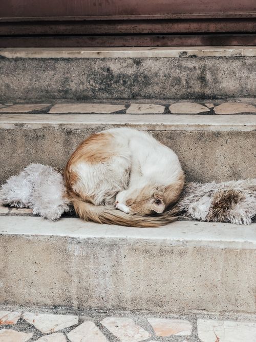 Free A cute cat sleeps curled up on stone stairs, showcasing tranquility and comfort in an urban setting. Stock Photo