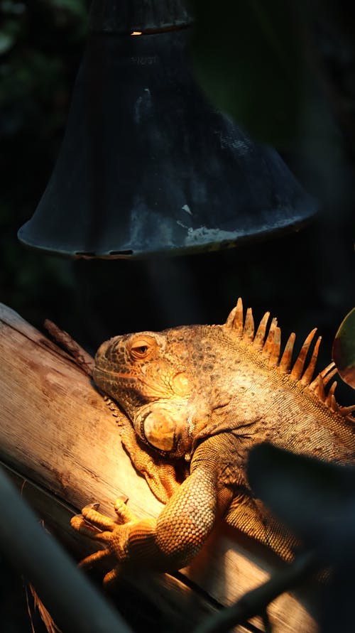 Free Close-up of Iguana on Wood  Stock Photo