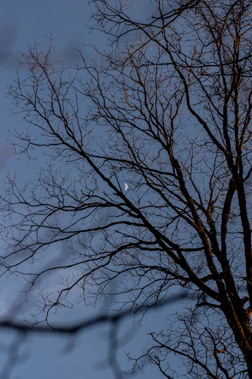 A Half Moon Between Tree Branches