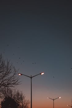 Silhouetted birds against a dark evening sky with illuminated streetlights.