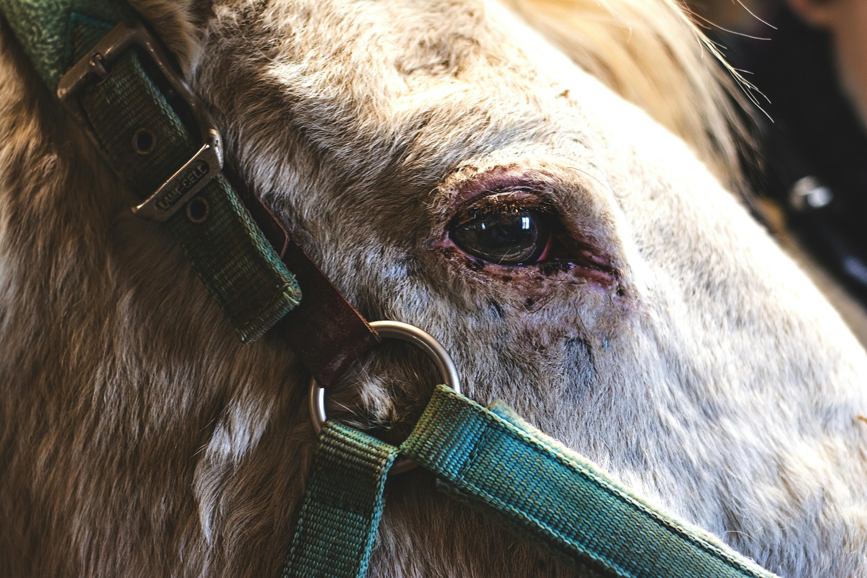 一匹佩戴马具的马，在柔和的自然光下，皮毛与眼睛的细节被清晰捕捉