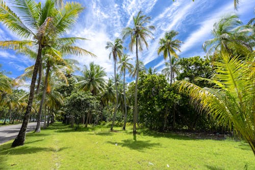 Бесплатное стоковое фото с голубое небо, кокосовые пальмы, низкоугольный выстрел