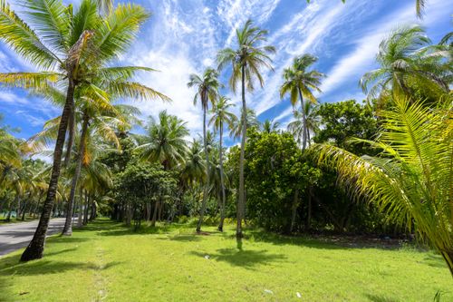 Free A vibrant landscape of palm trees under a clear blue sky, showcasing nature's beauty. Stock Photo