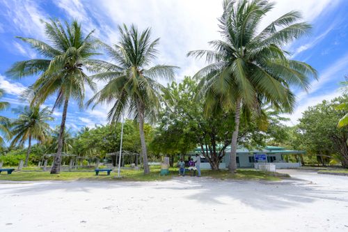 Free Serene tropical setting with palm trees and bright blue sky, ideal for relaxation and vacation imagery. Stock Photo