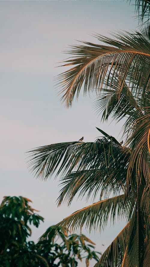 Palm Tree against Blue Sky on Sunset