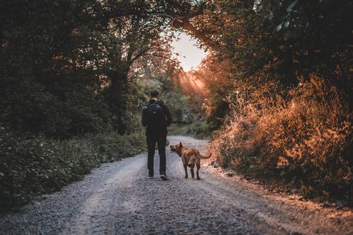 Free A man walks his dog along a forest path during a beautiful sunset. Stock Photo