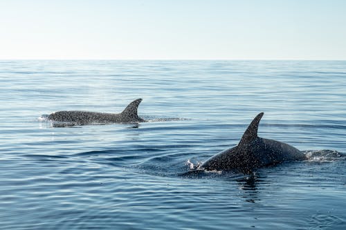 Marine Animals Swimming in the Sea during the Day