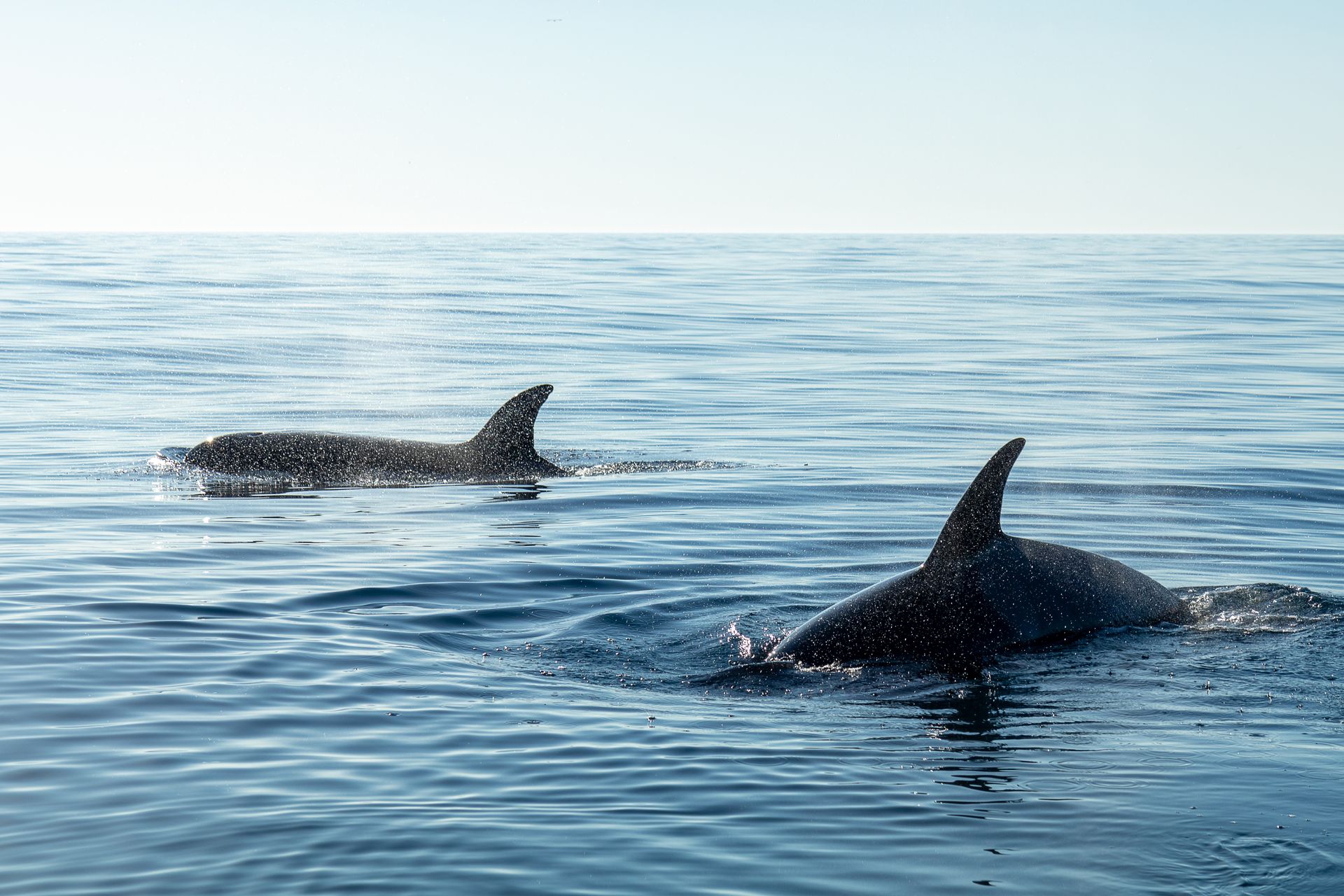 Marine Animals Swimming in the Sea during the Day