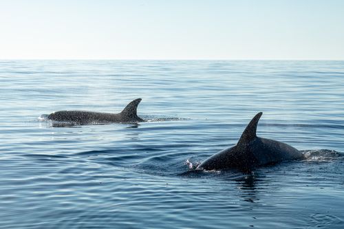 Free Two orcas gracefully swim in the vast blue ocean near Faro, Portugal, showcasing marine beauty. Stock Photo
