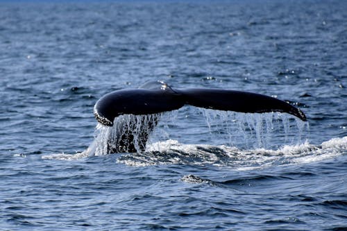 Free A Whale's Tail on Blue Sea Stock Photo