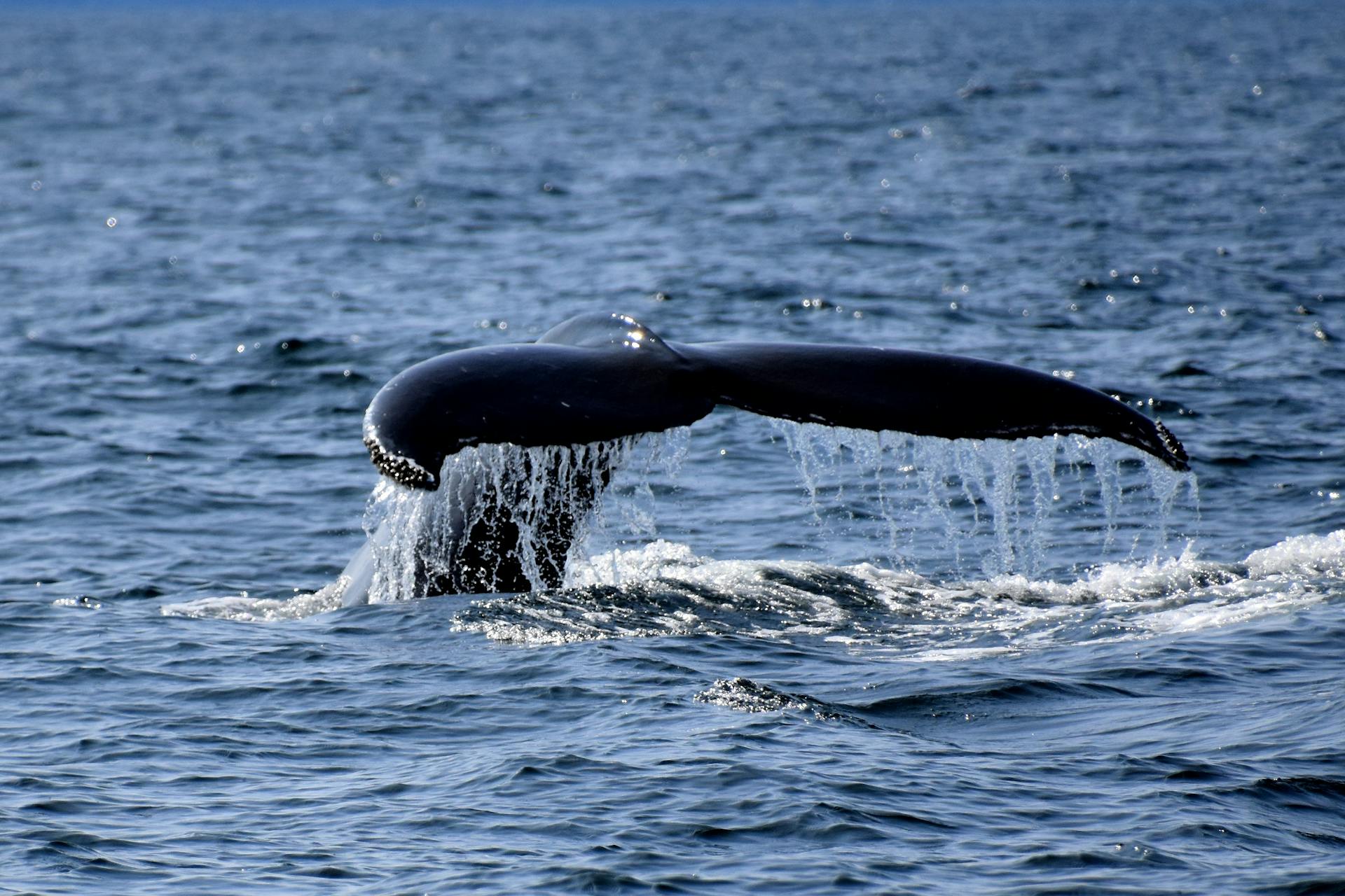 A Whale's Tail on Blue Sea