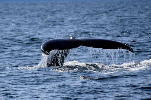 Free Captivating shot of a humpback whale's tail emerging from the ocean in Gaspé, Canada. Stock Photo