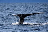 Tail of Diving Whale