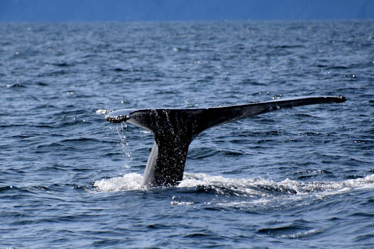 Tail Of Diving Whale