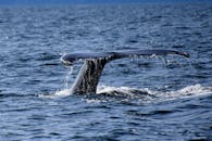 A Close-Up Shot of a Whale in the Ocean