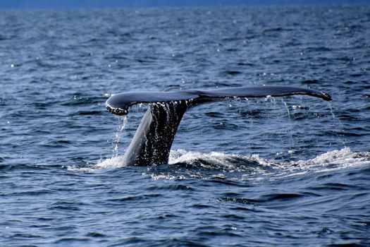 Captivating close-up of a whale's tail in the Atlantic Ocean near Gaspé, Canada.