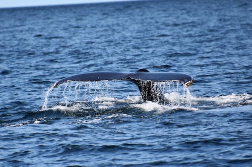 免费 動物, 尾巴, 座头鲸 的 免费素材图片 素材图片