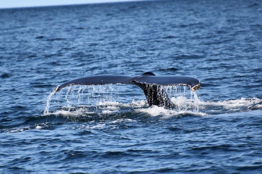 A majestic humpback whale tail emerges from the waters of Gaspé, Canada.