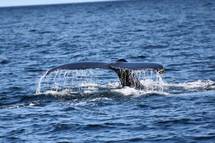 Tail Of A Humpback Whale Emerging From Water 