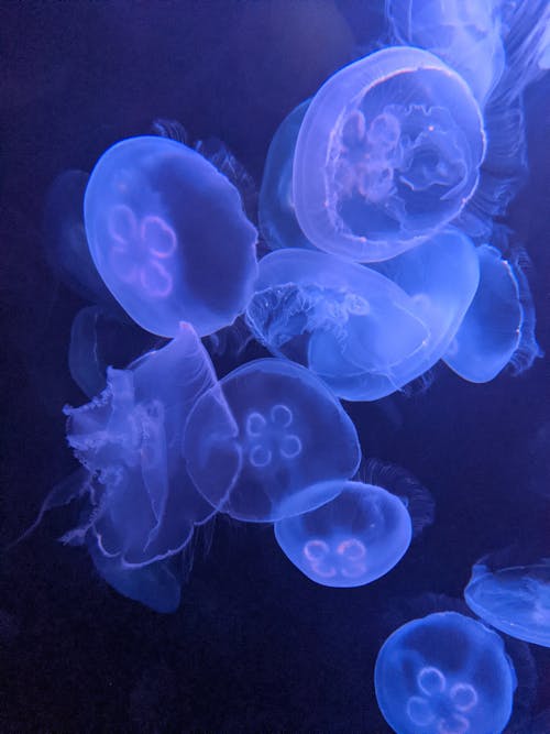 Free A Close-Up Shot of Jellyfish Underwater Stock Photo