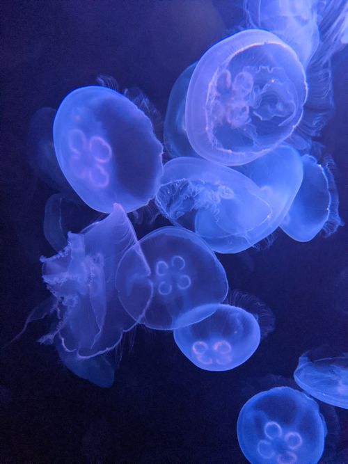 Free A stunning underwater view of luminescent moon jellyfish with a blue glow. Stock Photo