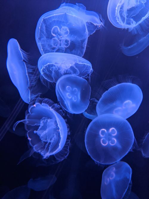 Free Mesmerizing view of jellyfish gracefully swimming underwater with a blue ethereal glow. Stock Photo