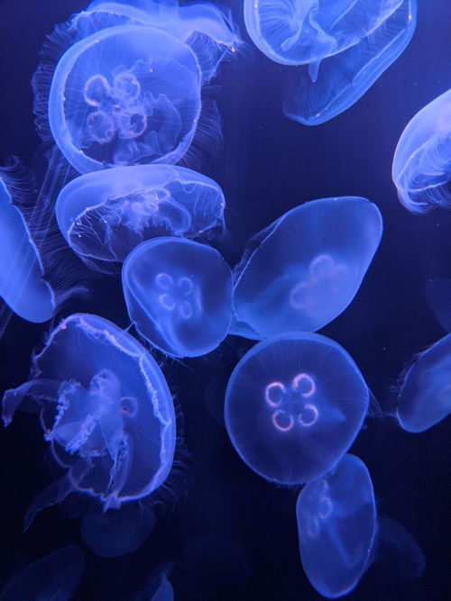 Free Mesmerizing view of luminescent jellyfish floating gracefully in deep blue waters. Stock Photo