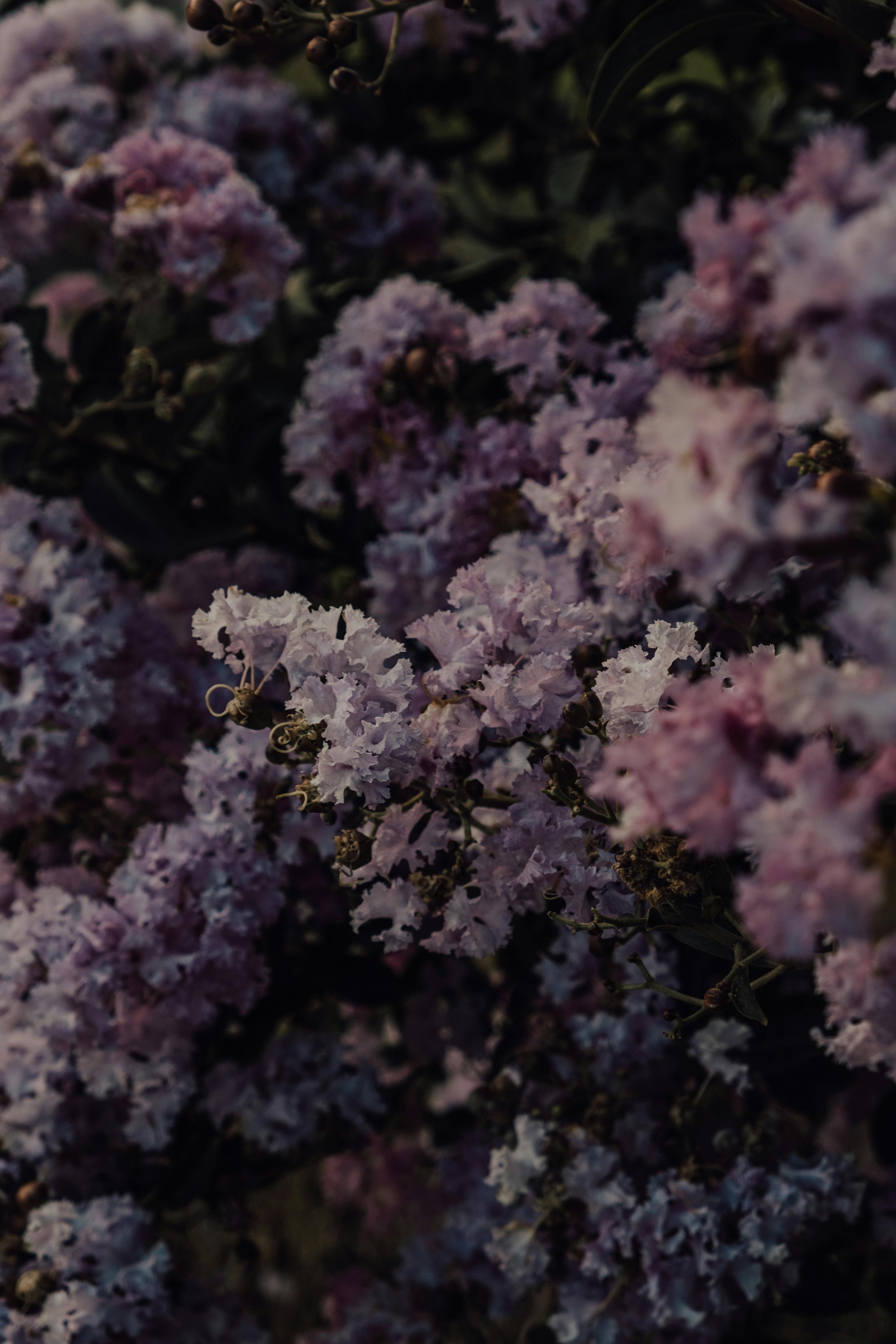 Beautiful close-up of purple flowers blooming in natural light, emphasizing their vibrant colors.