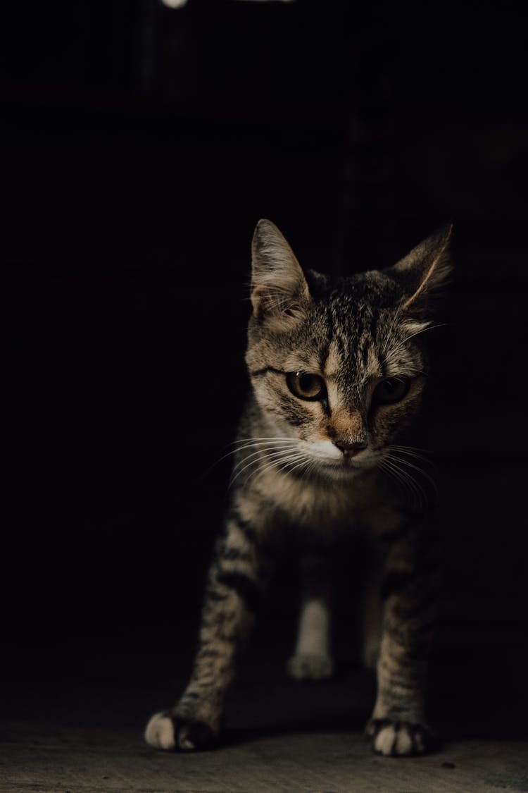 Fierce Cat In A Dark Place