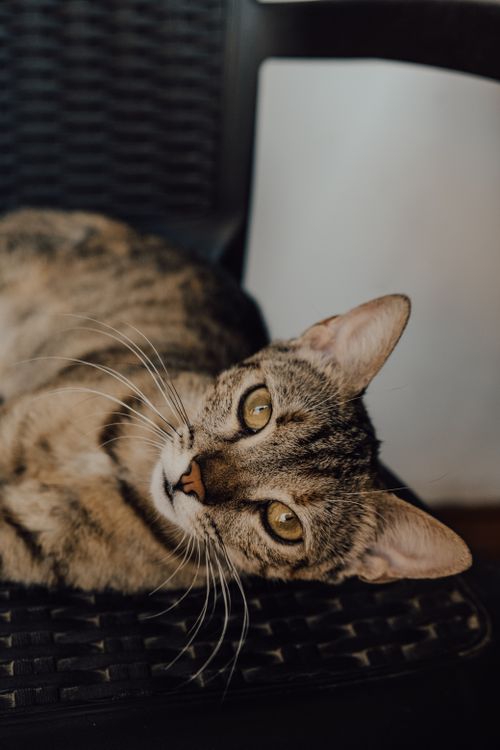 Free A detailed portrait of a resting tabby cat showcasing its beautiful striped fur and expressive eyes. Stock Photo