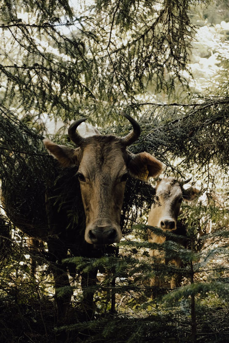 Brown Cows On Near Green Plants