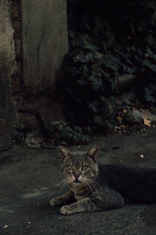 Foto d'estoc gratuïta de animal, bigotis, descansant