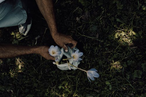 Foto profissional grátis de chão, elevado, flores