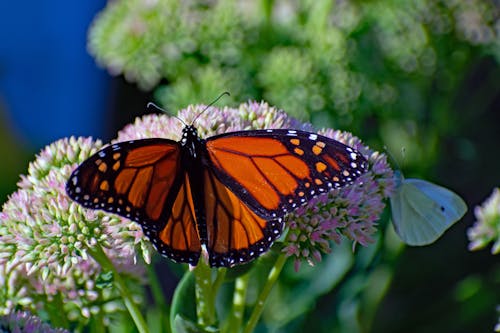 Monarch Butterfly Perched on Purple Flower in Close Up Photography