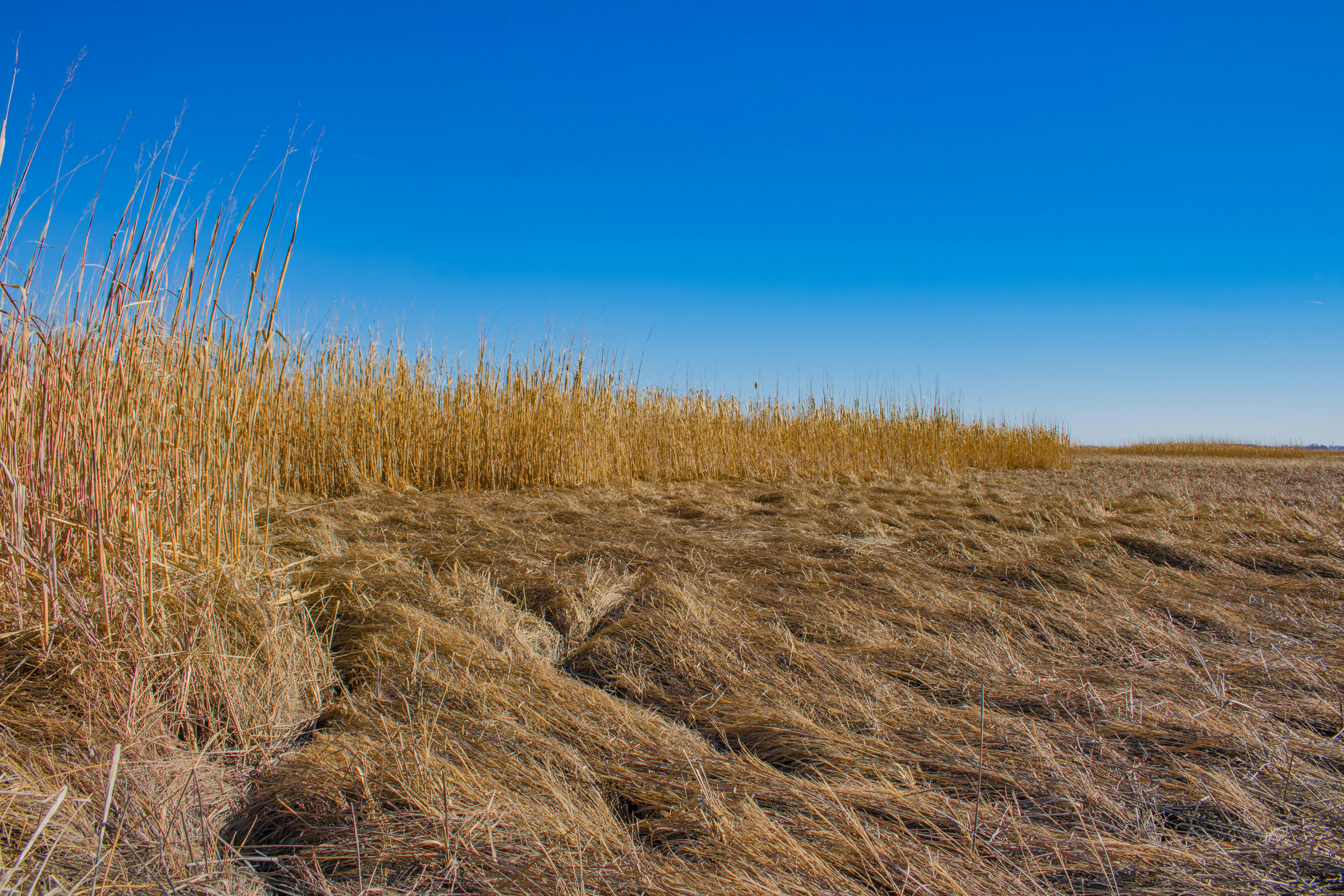 Green and Yellow Grass Field · Free Stock Photo