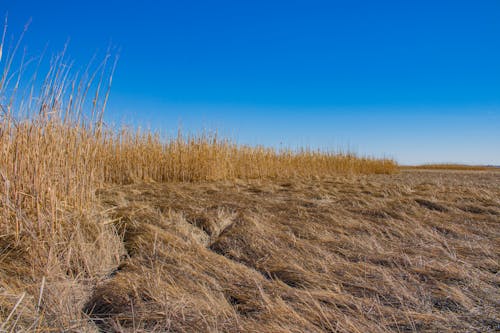 Green and Yellow Grass Field