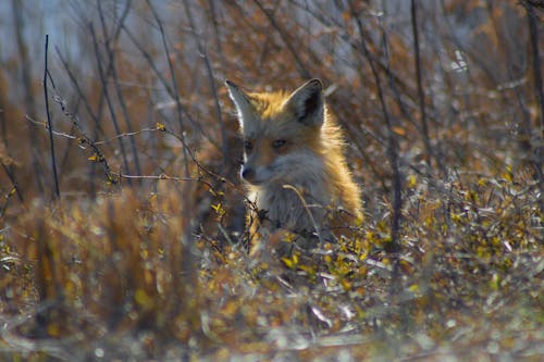 Free stock photo of fox