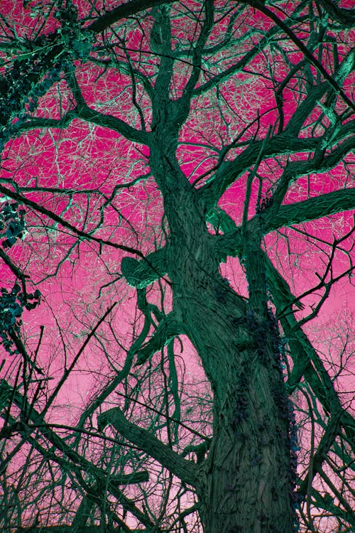 Free stock photo of magenta, trees