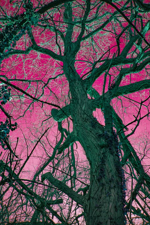 Foto d'estoc gratuïta de arbres, magenta