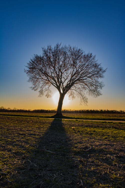 Baum In Der Mitte Des Feldes Golden Hour Fotografie