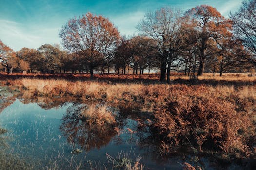 宁静的秋景中，一片反光的湖泊被五彩缤纷的树叶和树木环绕