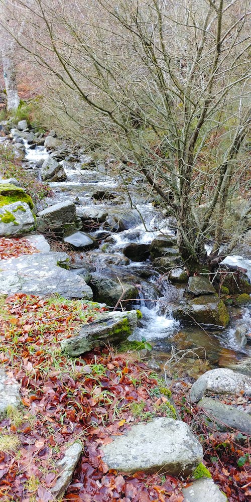 Nackter Baum, Umgeben Von Steinfragmenten